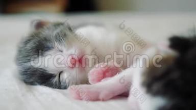 搞笑视频两只宠物可爱新生小猫睡觉团队在床上.. 宠物生活方式概念宠物概念。 小猫